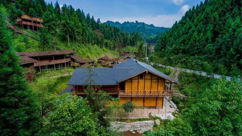 【挖野菜|南宝山】走进湿润的柳杉林,挖掘新鲜的折耳根