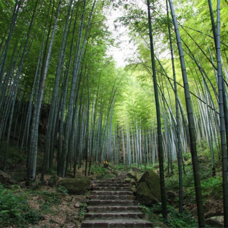 【柒月麓山】徒步天梯,游十里竹海,品尝美味柴火鸡!