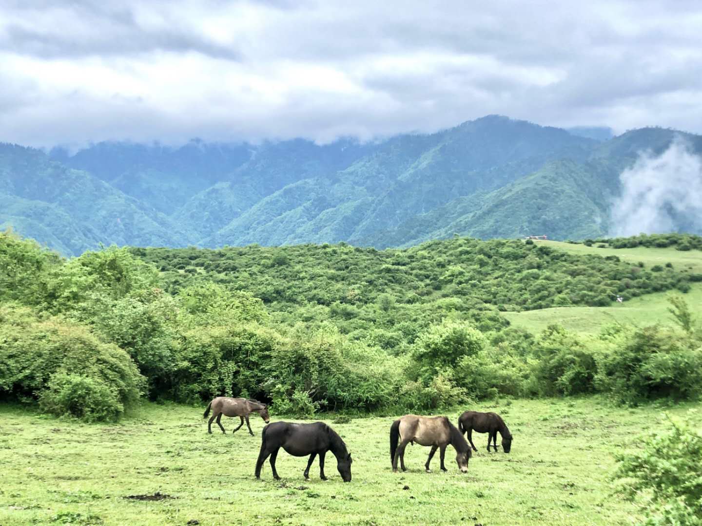 【熊猫坪】走进耿达最美高山牧场,红尘作伴,策马奔腾