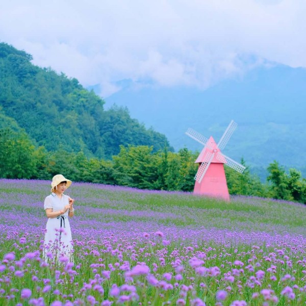 【鱼凫香山+蟠龙谷耍水】鱼凫香山紫色花海,蟠龙谷清凉一夏