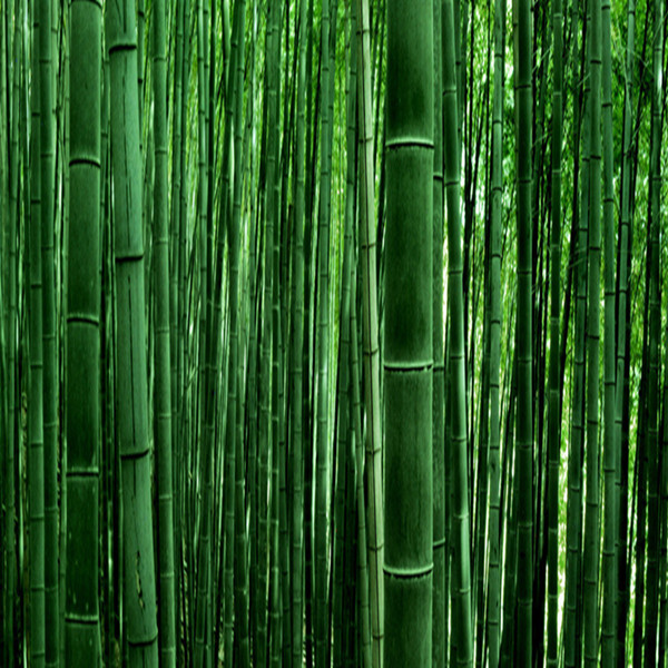 【柒月麓山】紫薇花开,徒步天梯,十里竹海