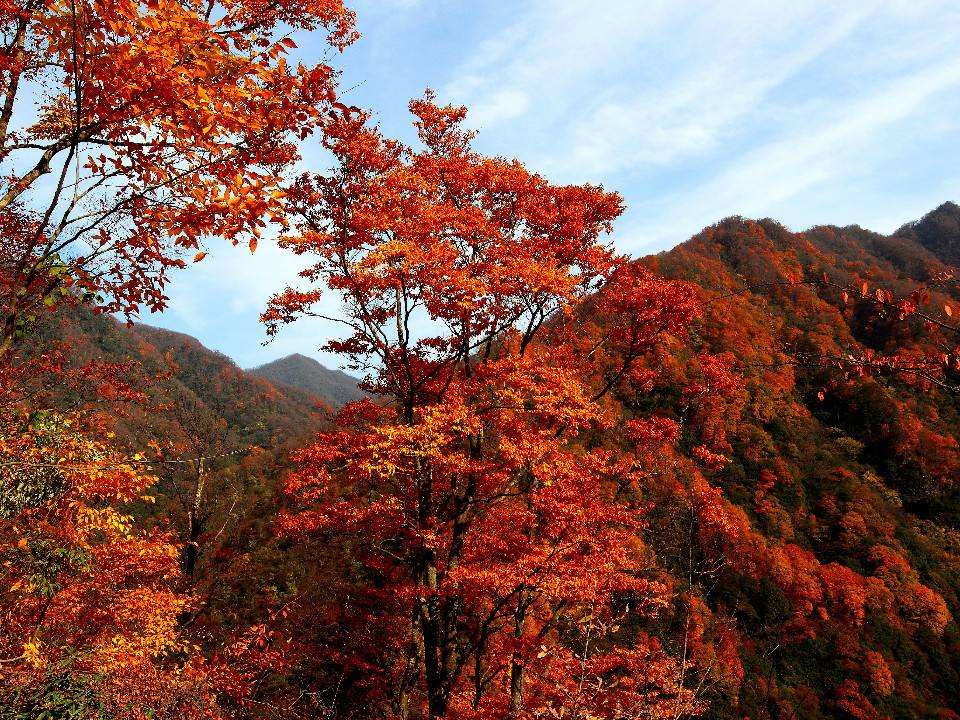 【光雾山】中国红叶之乡,丹枫烂漫,踏叶寻秋