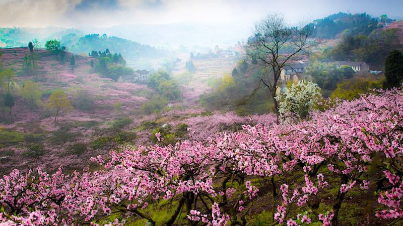 【赏花|松林桃花】春风徐徐,转身回眸,三生三世,看花开十里