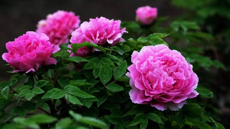 【穿越|三昧水丹景山】牡丹在蜀,丹景第一,花开时春光灿烂,丹景山牡丹节