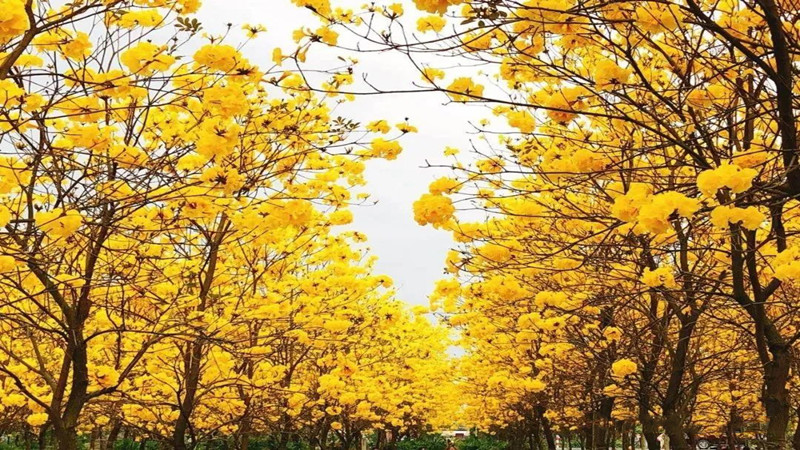 【赏花|黄花风铃木】用一抹亮眼的黄色,点亮春天的面孔