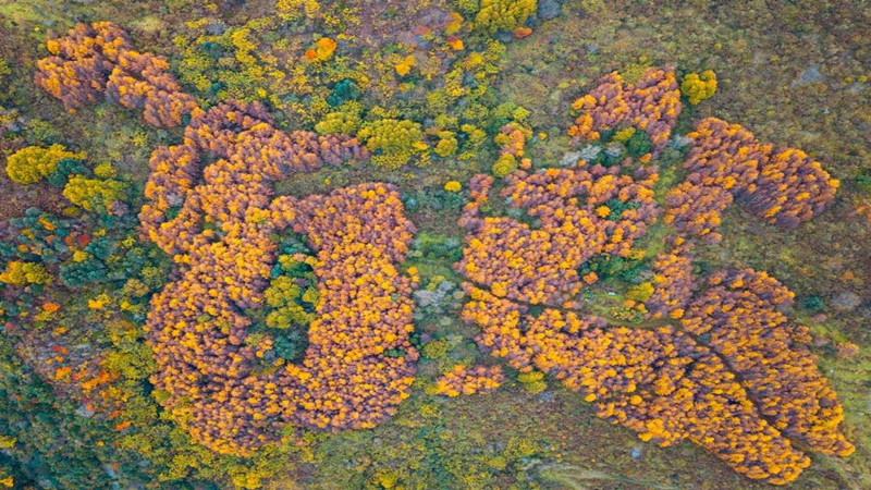 【秋色|拉拉虎】走近秋日彩林童话世界,挑战1200米疾速爬升,漫步日思夹牧场,观雪山云海