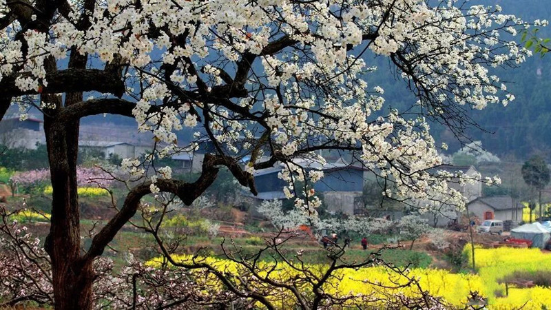 【梨花|上梨园】春风徐徐,转身回眸,许你一世梨花绽放