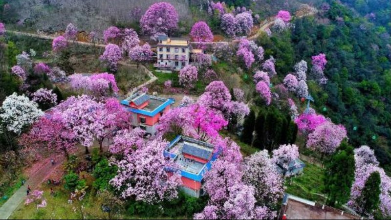 【辛夷花|药王谷】春日何处最惊艳?药王谷三千株古辛夷共舞