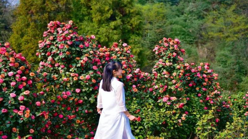 【打卡奖牌|蒙顶山山茶花】千亩山茶花盛开,百里茶花山上的秘密花园