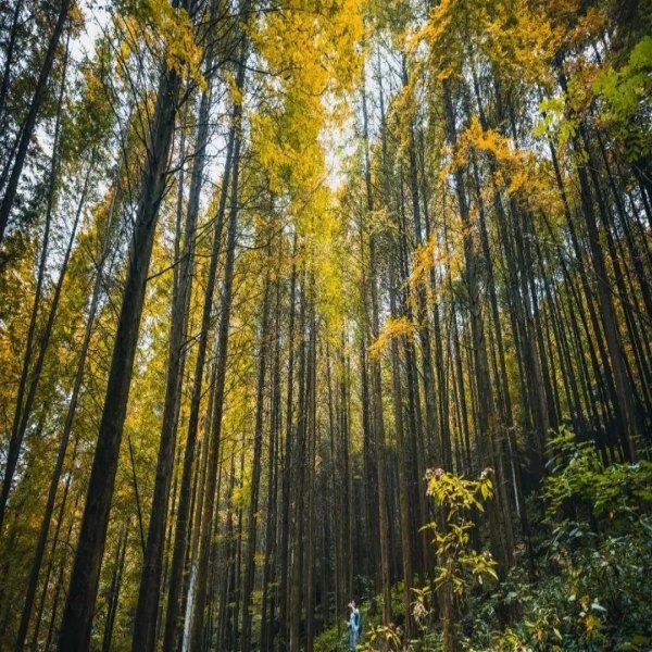 【彩林|金凤山】走进秋天的童话，充满着五彩斑斓的“热闹”