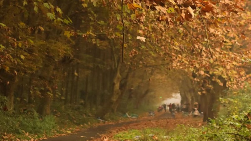【摄影|都江堰梧桐大道】漫步深秋梧桐观景道,徒步湖畔飘香火锅鱼