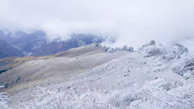 【雾凇|卓西牧场】漫步云端高山牧场，偶遇初冬醉美雾凇