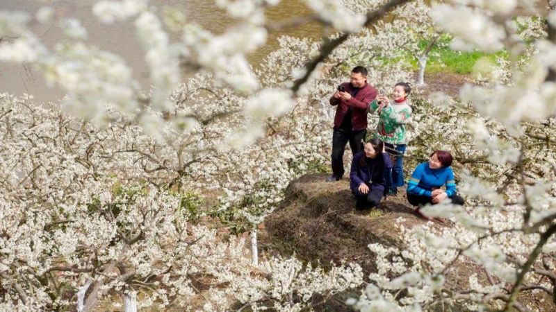 【挖野菜|临济李花】走进临济十里花海长廊,与春天来一次最纯粹的拥抱