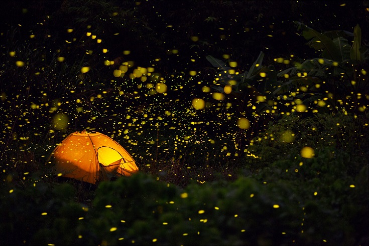 【夏日萤火虫】夜观萤火虫飞舞，川西竹海打卡，正天台戏水，一起寻回小时候的快乐时光
