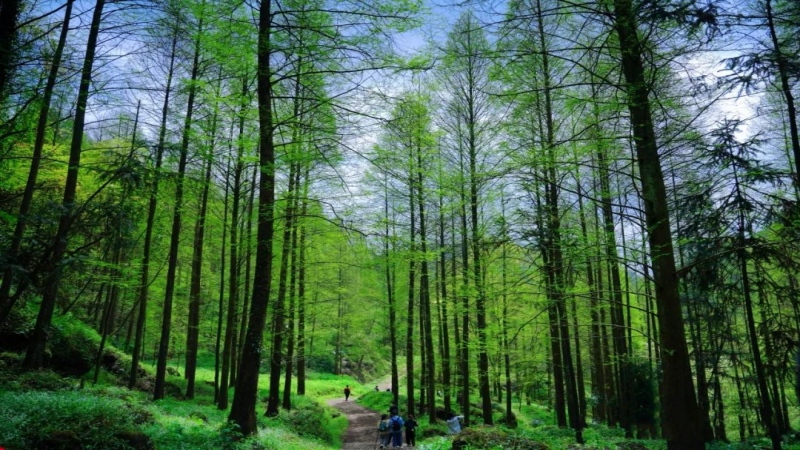 【徒步|上元古道】山野秘境徒步，环氧森林，自然治愈之路
