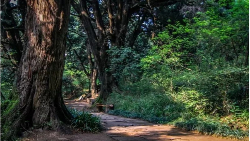 【古蜀道|抄手铺】重走古蜀道,古树参天,感受先秦历史