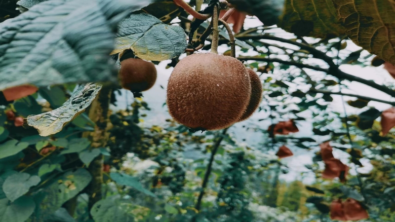 【猕猴桃|云华山】徒步云华山,俯瞰紫坪铺水库、邂逅云海,采摘猕猴桃