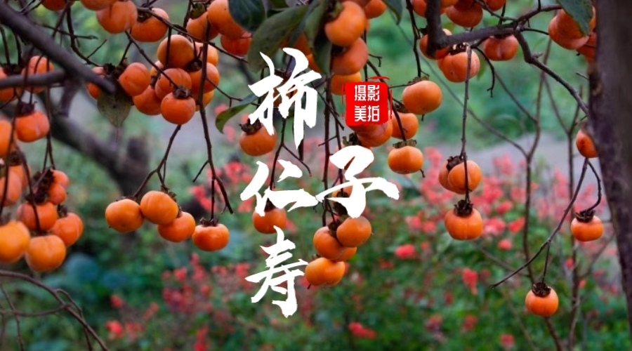 仁寿柿子