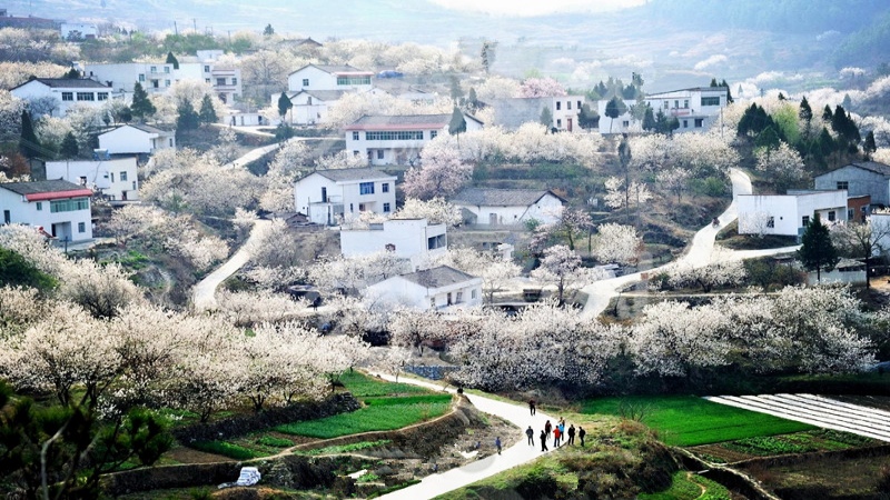 【赏花|官帽山+小江南】邂逅官帽山的早春,畅享浪漫樱花之旅 成都私藏“小江南”