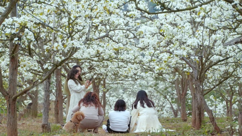 【赏花|曹家梨花】曹家梨花始盛开,百年梨乡溢芬芳