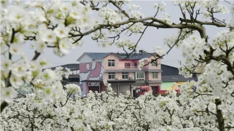 【赏花|罗江梨花】忽如一夜春风来,罗江处处梨花开!