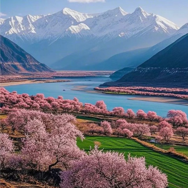 【旅拍|林芝桃花8日】春日最美赏花地，满满“桃花运”！林芝桃花+拉萨+羊卓雍措+然乌湖……