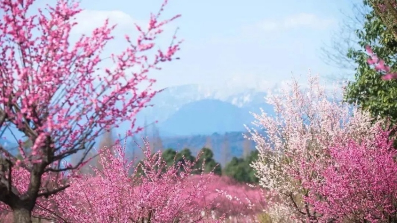 【红梅|十里梅林】走近成都“小婺源”,春日限定的花海