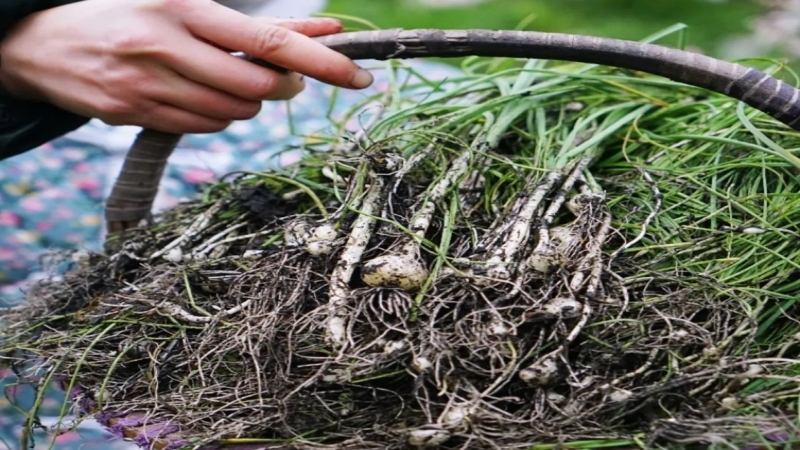 【挖野菜|涌华寺】涌华寺徒步踏春,“捅”了野葱的窝子