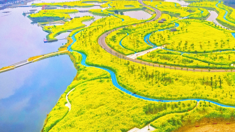 【油菜花|五湖四海】打卡千亩油菜花地五湖四海,畅游黄龙溪古镇