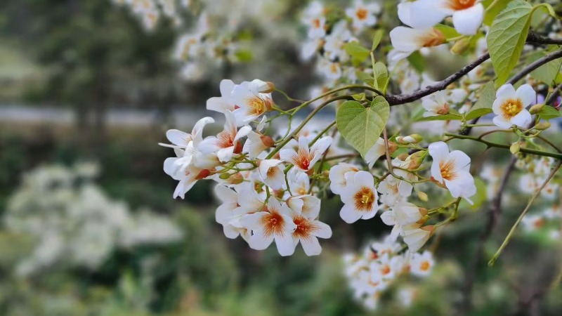 【山王镇桐子花】万亩桐子花将盛开,山王镇最美桐子花山脊线