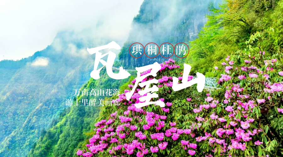 瓦屋山杜鹃花