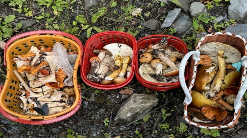 【捡菌子|依则邦纳】徒步小众秘境,原始唯美的圣山牧场