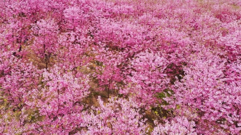 【彭州樱花谷|天马镇油菜花】一季花开倾城颜,一眼春色入人心