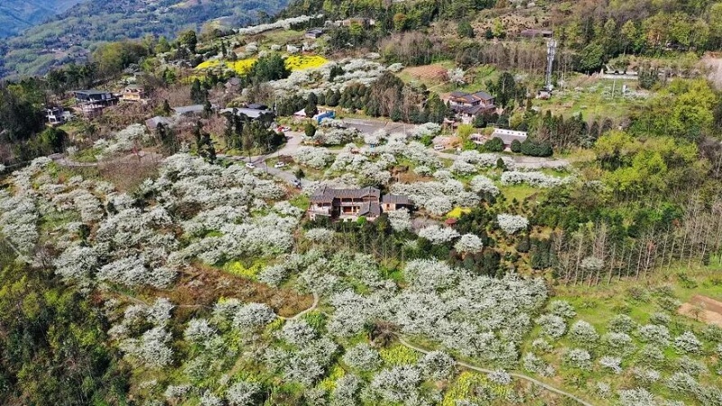 【李花|鹤鸣山大坪村】李花悄然开放,漫步鹤鸣山、春风十里不如你