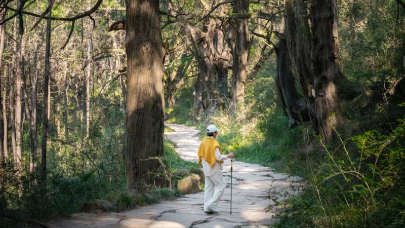 【探秘古蜀道2日】一眼千年的震撼!川内人文天花板徒步线,千年古道青柏遮天
