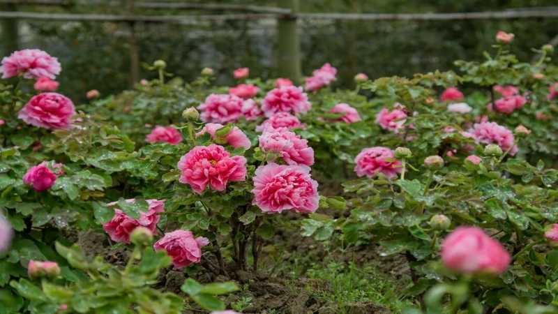 【大佛禅院牡丹】赏牡丹不用去洛阳,此处不要门票!万株牡丹竞相开放