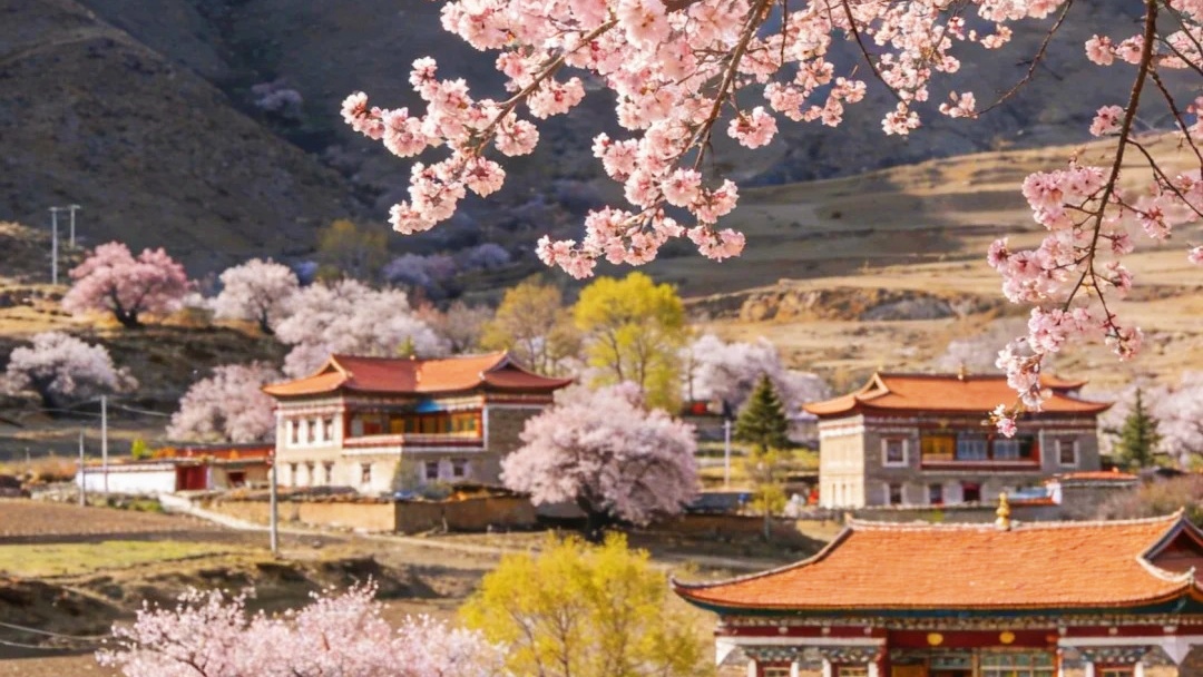 【道孚杏花3日】小众冷门!被雪山藏起来的杏花仙境,真川西天花板!