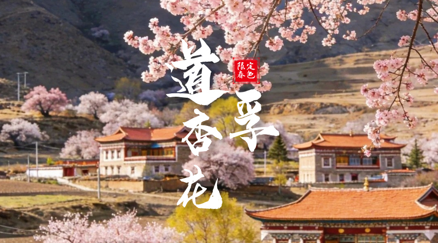 道孚杏花