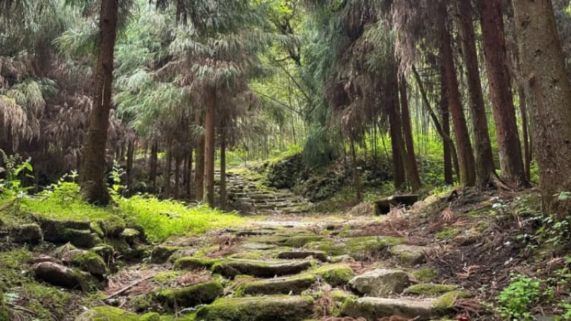 【茶马古道|荥经鸽子花】一脚踏进夏日清凉,遇见初夏鸽子花开