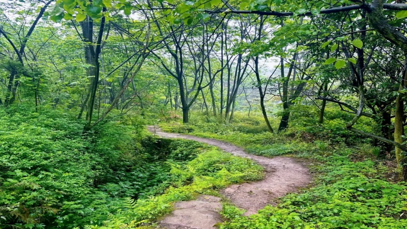 【绿野仙踪|凤鸣山】90%遮阴的小众徒步路线,竹海森林美到失语