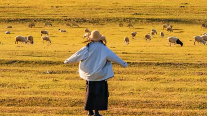 【旅拍大团|金秋呼伦贝尔9日】草原鎏金,林海绚烂,走进呼伦贝尔的金秋油画,遇北国最盛大的秋日浪漫