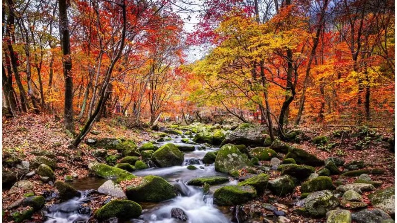 【本溪红枫】漫游枫叶之都!山水红枫+赤红滩涂+草原古枫,辽蒙交界7日全景秋色封神!